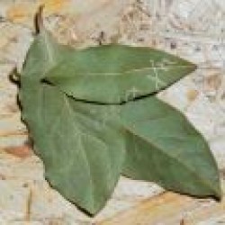 Dafnofilla-Tourkias_5555dcc315cef7585ea5ab217b342508